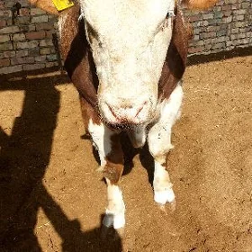 Arassa smental öküz