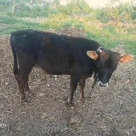 MAL OKÜZ ȘWES YERLI