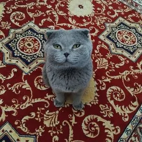 Шотландский Веслоухий