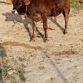 ÖKÜZ ŞWES MIŞGA ARASSA