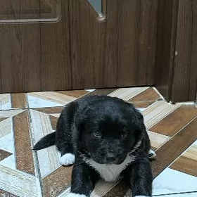 щенок мальчик