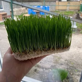 Проросшая пшеница