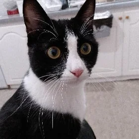 Отдадим в добрые руки