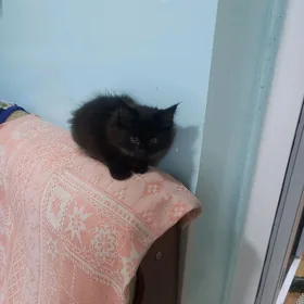 осталась одна девочка-котёнок.