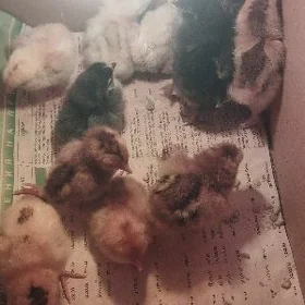 цыплята , jujeler