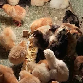 товук жуйже