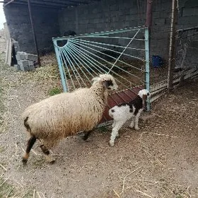 GOÝYN guzli 2 sanak