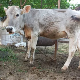 Öý haýwanlary tüwe