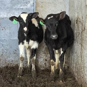 Golyşdeyin ökuz Tuwe