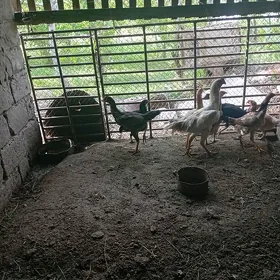 байсовый. товук