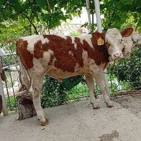 симентал окузчелер