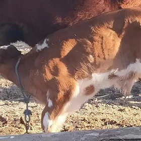 саглык сыгыр