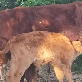 екиз саглык сыгыр