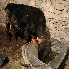 ÖKÜZ. ŠWES.  1 ÝAŠ 6 AÝlyk.