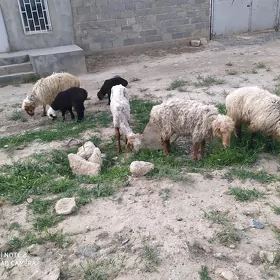 гузлы гойун