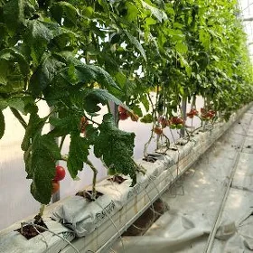 Teplisa işgär alýas