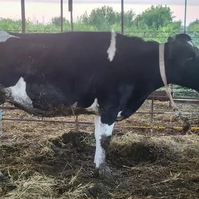 Arassa Galşteýin tohum mal