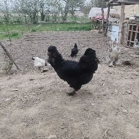 тройка двойка товуклар