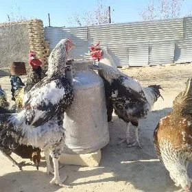 гигант хораз