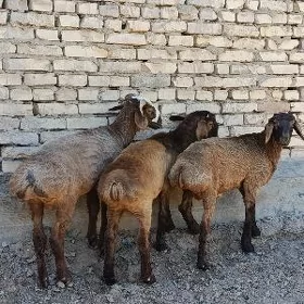 гисар кочкар кузу