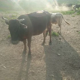 сыгыр голелисыгыр голели