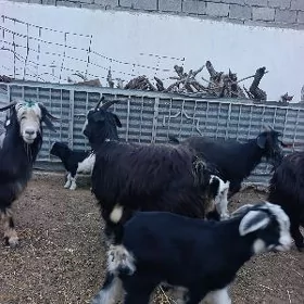 Ekiz owlakly geciler