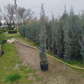 Bagda ishlemana adam gerek