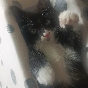 котята/ pisikler