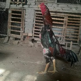 БАЕЦ  ХОРАЗ