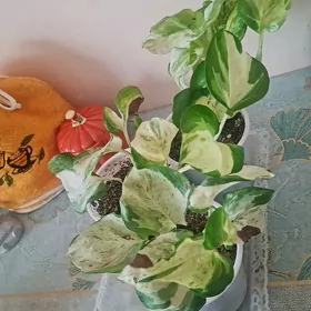 цветы
