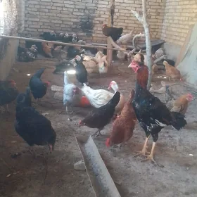 tovuk ordek baytsov horaz