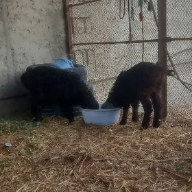 Berre (берре) гузы