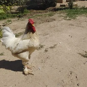 AK BOLGAR ULY HOROZ OBMEN BA