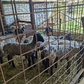 Turkmen goyunlar işşek