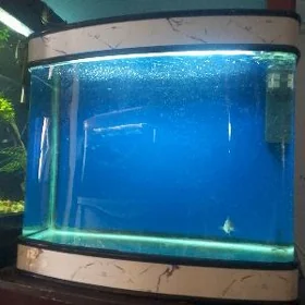 Akwarium   Аквариум