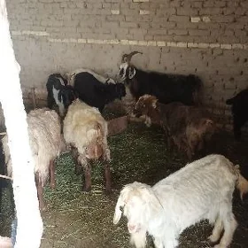 BOGAZ OWLAKLY GECİLER