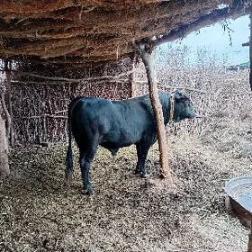 Ökůz șiwes original