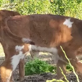 саглык сыгырлар