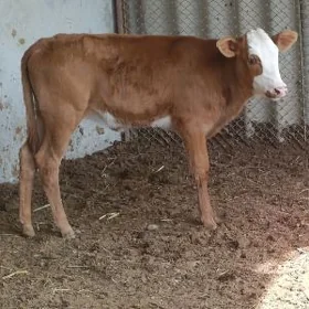 Simental gatyşyk Tüwe