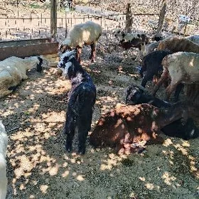 geçi we gisar guzular