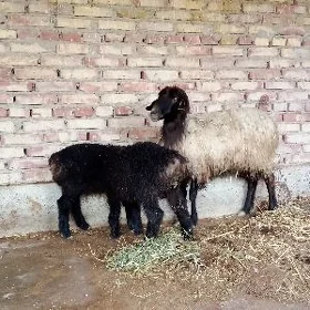 Ekiz Guzuly Goýun Saýlama