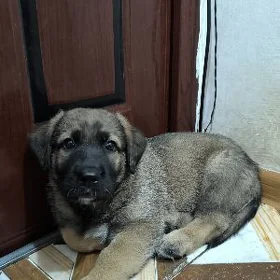 щенок мальчик