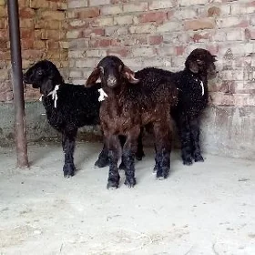 Guzular 3 sany 2 si Gissar