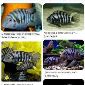 полосатая цихлазома (зебра)