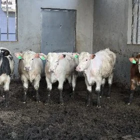 Blu Şarole Semental ökuz