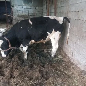 orginal golisteyin okuz 1 yas