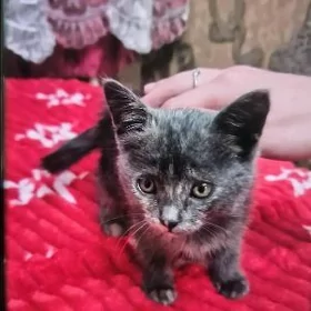 Котёнок кошка в добрые руки