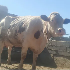 голели сигир