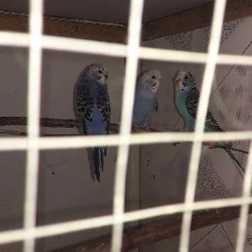 попугай волнистый