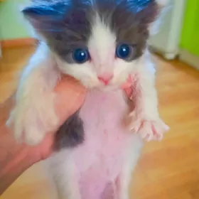 Pisik paroda shensila